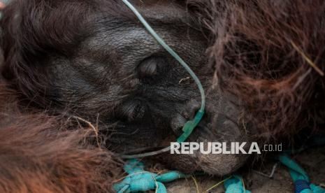 Orangutan Ditemukan Terkapar di Kebun Sawit Akibat Asap Karhutla Kalbar, Dokter Beri Oksigen & Infus