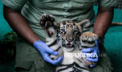 Mereka Berbicara dengan Harimau, Pawang Rimung