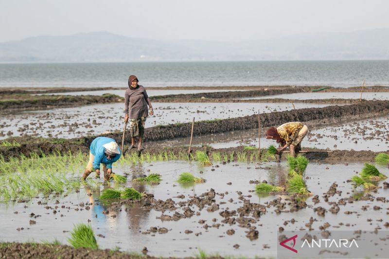 Tata kelola data dinilai penting untuk ketahanan pangan berkelanjutan