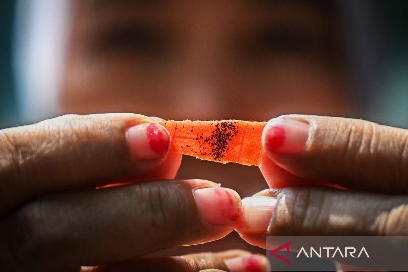 7.669 keluarga di Cengkareng menjadi orang tua asuh bibit Wolbachia