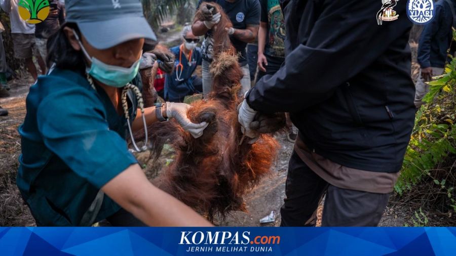 Sampurna, Mama Yuni, dan Pengungsi Ekologis