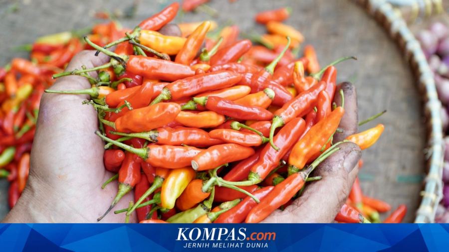 Stok Cabai Rawit Aman Sampai Akhir Tahun, Meski Harganya Melambung