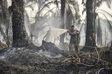 Tanah Gambut Susah Padam karena Terbakar dari Dalam, BRIN Kembangkan Sistem Ini