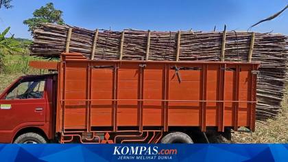 Petani Bondowoso Andalkan Tebu MBS untuk Dongkrak Pendapatan