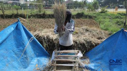 Harga Beras di Konsumen Naik, Petani Makin Sejahtrera?