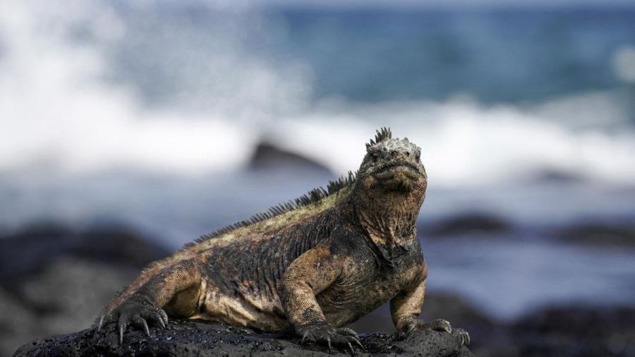 Koper Berisi 32 Iguana Langka Terekspos di Bandara, WN Rusia Ditahan