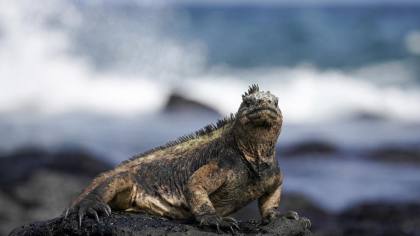 Koper Berisi 32 Iguana Langka Terekspos di Bandara, WN Rusia Ditahan