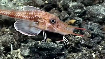 Ilmuwan China Kaget Lihat Aksi Ikan Jalan di Atas RI