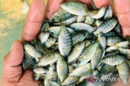 Spesies ikan air tawar berisiko punah di hutan hujan tropis Australia