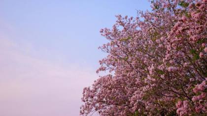 Asal Usul Bunga Tabebuya, Si Sakura Tropis Penghias Kota