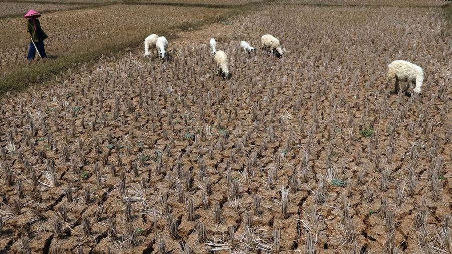 BMKG Bongkar Sampai Kapan El Nino Bikin Kering Indonesia