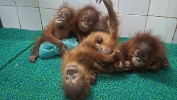 Nasib 5 Bayi Orang Utan di India yang Diduga dari Sumatera