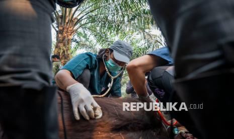 Orangutan Mati Kekurangan Oksigen, Sampurna Terdampak Asap Karhutla di Kalbar
