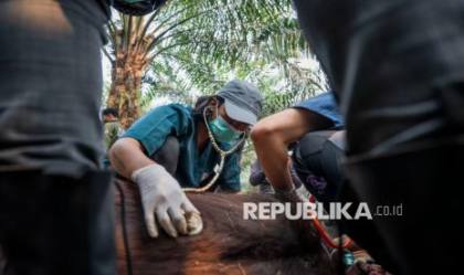 Orangutan Mati Kekurangan Oksigen, Sampurna Terdampak Asap Karhutla di Kalbar