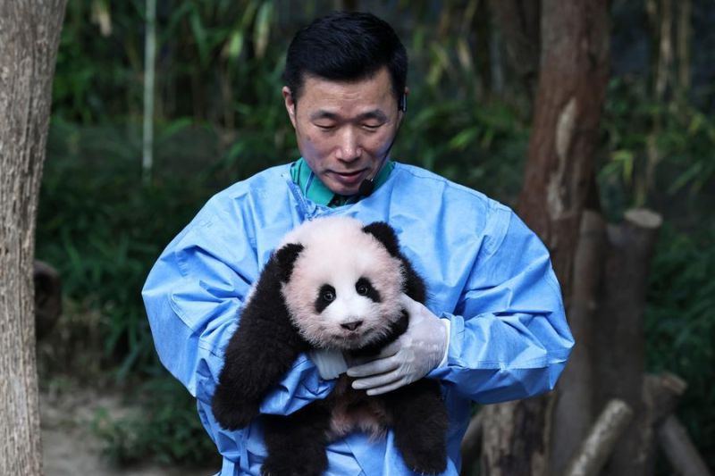 Bayi panda raksasa kelahiran Korsel diberi nama Shu Bao