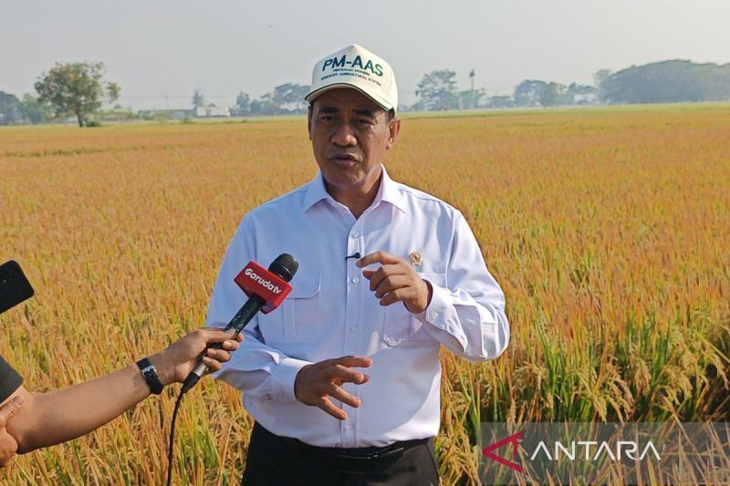 Mentan sebut benih produksi BRMP Padi hasilkan produktivitas tinggi