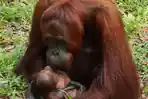 Upaya Orang Utan Kalimantan Selamatkan Diri dari Kebakaran Hutan, Masuk Kebun Warga
