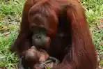 Upaya Orang Utan Kalimantan Selamatkan Diri dari Kebakaran Hutan, Masuk Kebun Warga