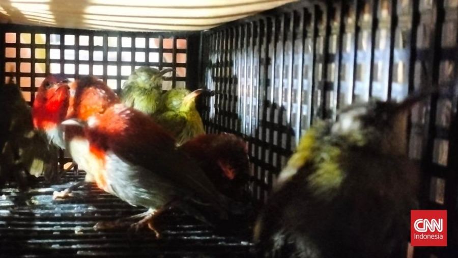 Penyelundupan 101 Burung Dilindungi ke Sri Lanka Digagalkan di Soetta