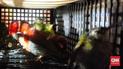 Penyelundupan 101 Burung Dilindungi ke Sri Lanka Digagalkan di Soetta
