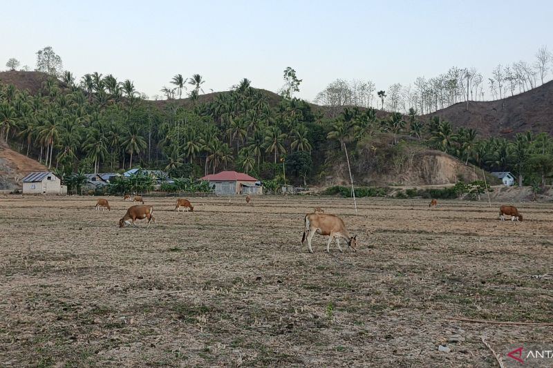 Pemkab Gorontalo Utara edukasi peternak untuk tingkatkan populasi sapi