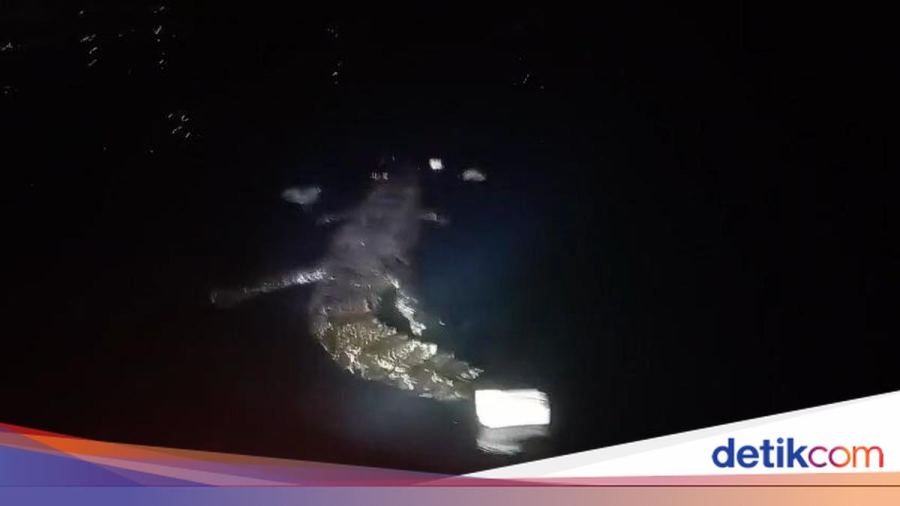 Penampakan Buaya Terkam Pemuda Menyelam Panah Ikan di Pantai Pasangkayu