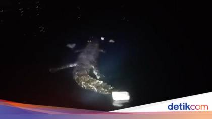 Penampakan Buaya Terkam Pemuda Menyelam Panah Ikan di Pantai Pasangkayu