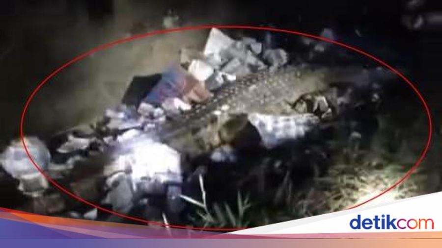Buaya 3 Meter Masuk Selokan Penuh Sampah Resahkan Warga Polman