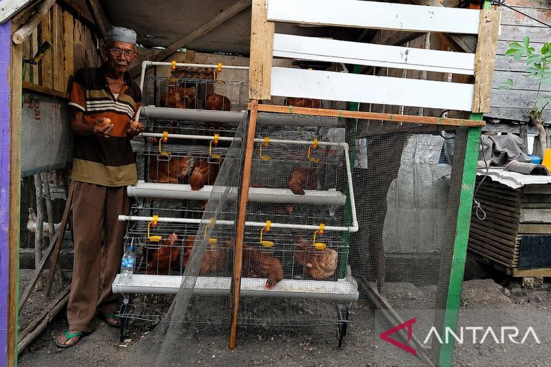 PTBA berdayakan masyarakat Merapi Timur lewat program ayam petelur