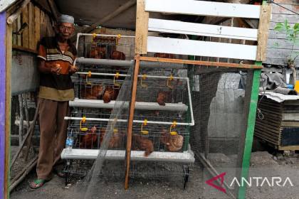 PTBA berdayakan masyarakat Merapi Timur lewat program ayam petelur