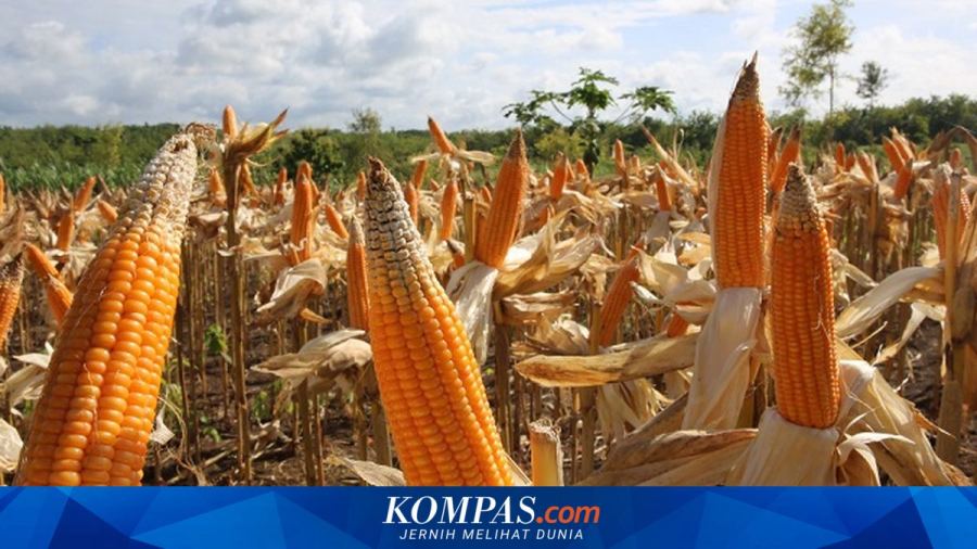 Produksi Jagung Juli 2026 Turun, Panen 4,17 Juta Ton Menanti