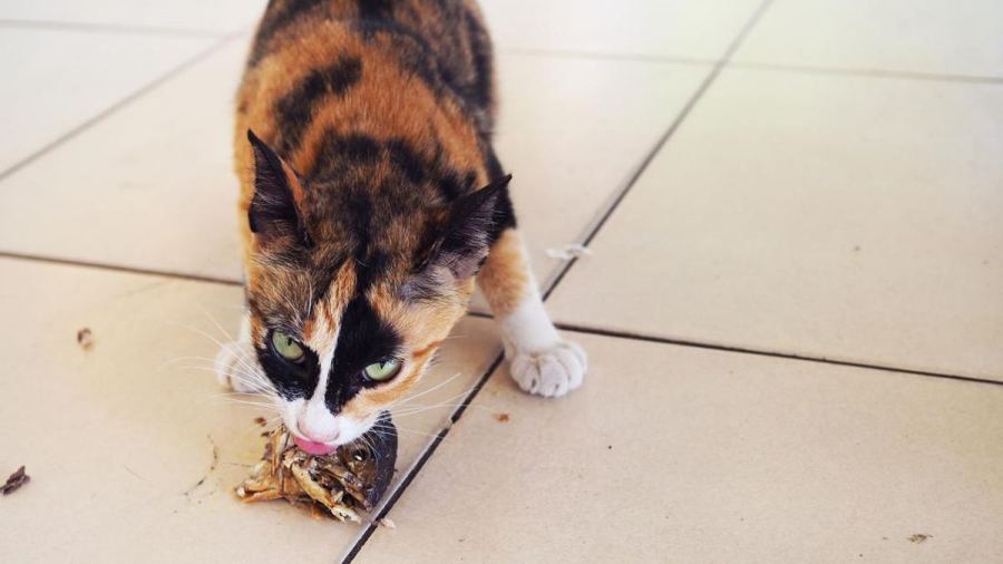 Tinggi Protein, Ini 5 Ikan yang Bagus untuk Jadi Makanan Kucing