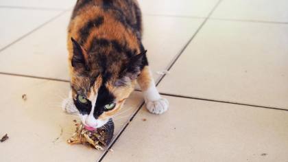 Tinggi Protein, Ini 5 Ikan yang Bagus untuk Jadi Makanan Kucing