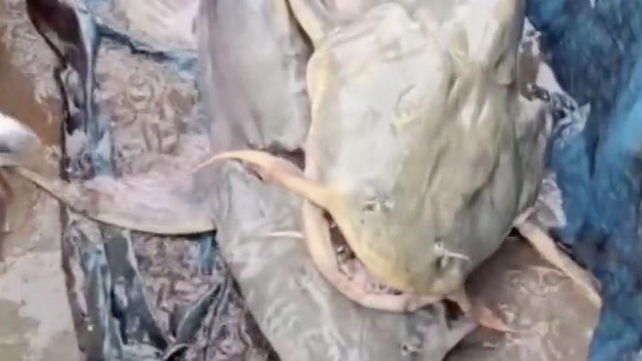 Ikan 'Aneh' Muncul di India Usai Banjir Nepal, Warga Dilarang Makan