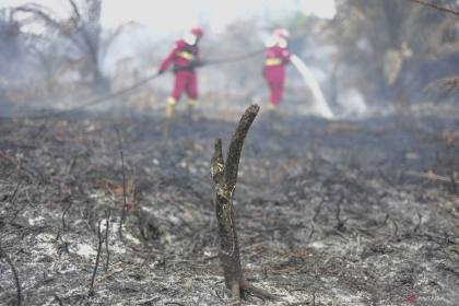 KLH pastikan karthula ditangani masif cegah kabut asap lintas negara