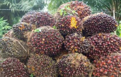 El Niño Mengintai, Simak Prospek Sederet Saham Sawit (CPO)