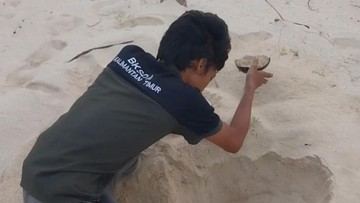 Pasir Pulau Sangalak Kaltim Kering karena Kemarau, Penyu Sulit Bertelur
