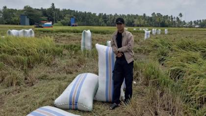 Tak Gengsi Jadi Petani, Gen Z Sarjana Hukum di Sidrap Raup Rp56 Juta Sekali Panen