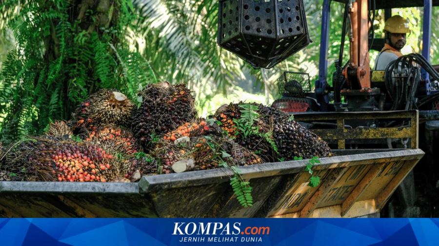 Ekspor Sawit RI Melonjak 64 Persen pada Juni 2026, Stok Turun