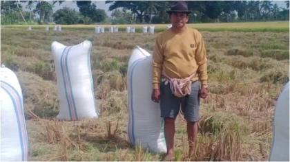 Kemarau 5 Bulan, Petani Sidrap Raup Rp83 Juta dari 1,05 Hektare Sawah