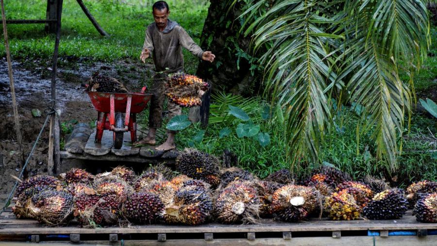BPDP Percepat Program Perkebunan Rakyat dari Hulu hingga Hilir