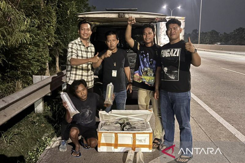 Polda Metro Jaya gagalkan penyelundupan 150 ribu benih bening lobster