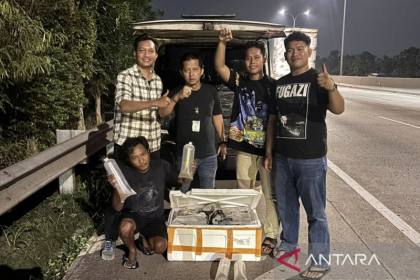 Polda Metro Jaya gagalkan penyelundupan 150 ribu benih bening lobster