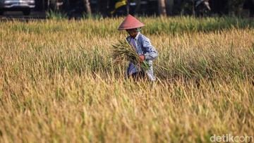 Produksi Beras Diprediksi 31,4 Juta Ton hingga Oktober