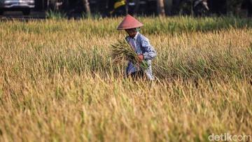 Produksi Beras Diprediksi 31,4 Juta Ton hingga Oktober