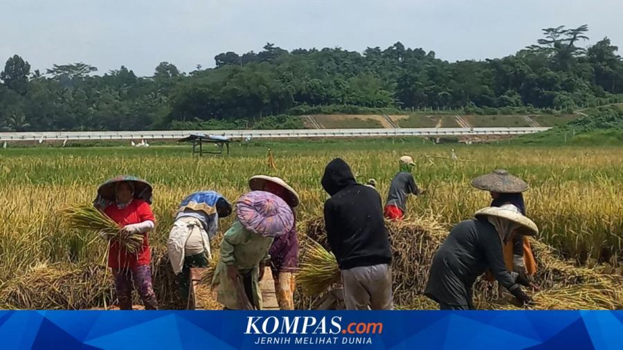 81 Tahun Merdeka, Sudahkah Indonesia Benar-benar Swasembada Pangan?