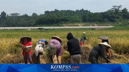 81 Tahun Merdeka, Sudahkah Indonesia Benar-benar Swasembada Pangan?