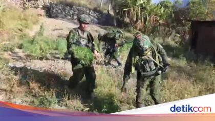 Hasil Ladang Ganja 21.400 Pohon Milik Egianus Kogoya Dipakai Danai Teror OPM