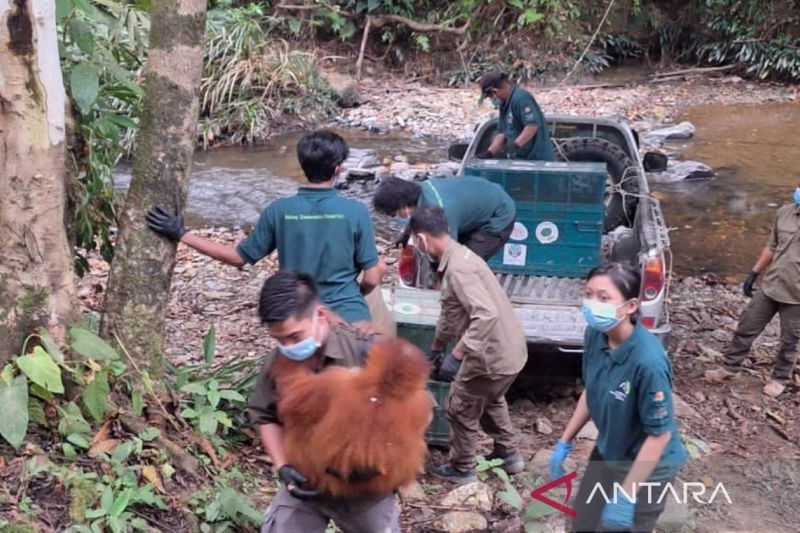BKSDA Jambi rehabilitasi 5 Orangutan Sumatera hasil penyelamatan