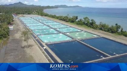 Rehabilitasi 31.000 Hektare Tambak Terdampak Bencana Dipercepat, Panen Perdana Ditargetkan November 2026